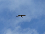 FZ018565 Kestrel near St. Bees Head.jpg